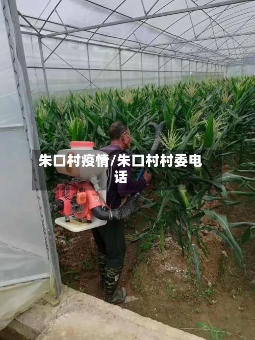 朱口村疫情/朱口村村委电话