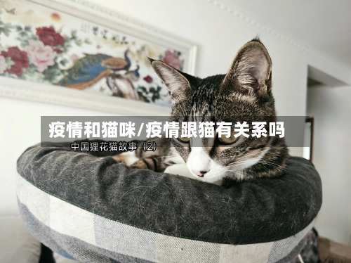 疫情和猫咪/疫情跟猫有关系吗