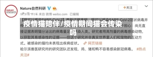 疫情猫陪伴/疫情期间猫会传染吗-第2张图片