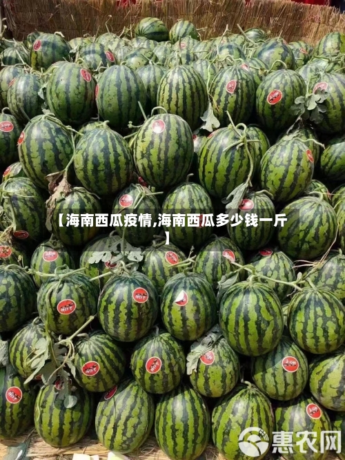 【海南西瓜疫情,海南西瓜多少钱一斤】-第1张图片