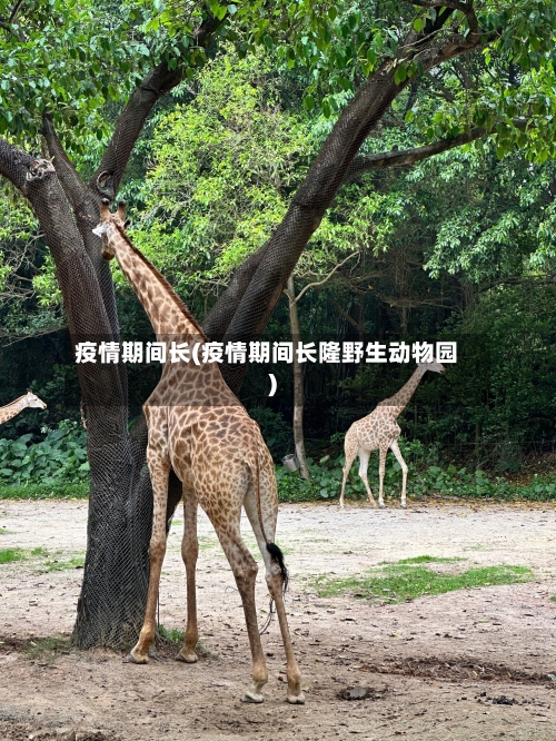 疫情期间长(疫情期间长隆野生动物园)-第3张图片